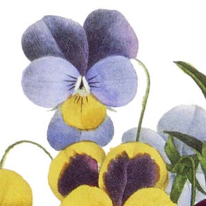 K&ouml;nnte beinhalten: Eine Nahaufnahme einer violetten und gelben Stiefm&uuml;tterchen-Blume mit einer wei&szlig;en Mitte. Die Blume ist scharf, w&auml;hrend der Hintergrund unscharf ist.