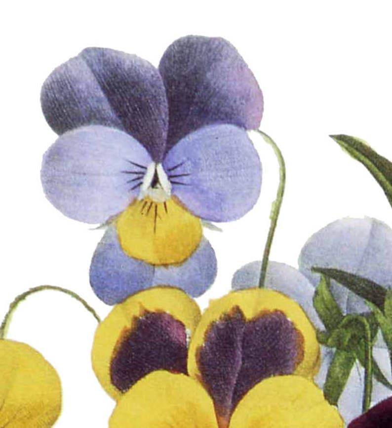 K&ouml;nnte beinhalten: Eine Nahaufnahme einer violetten und gelben Stiefm&uuml;tterchen-Blume mit einer wei&szlig;en Mitte. Die Blume ist scharf, w&auml;hrend der Hintergrund unscharf ist.