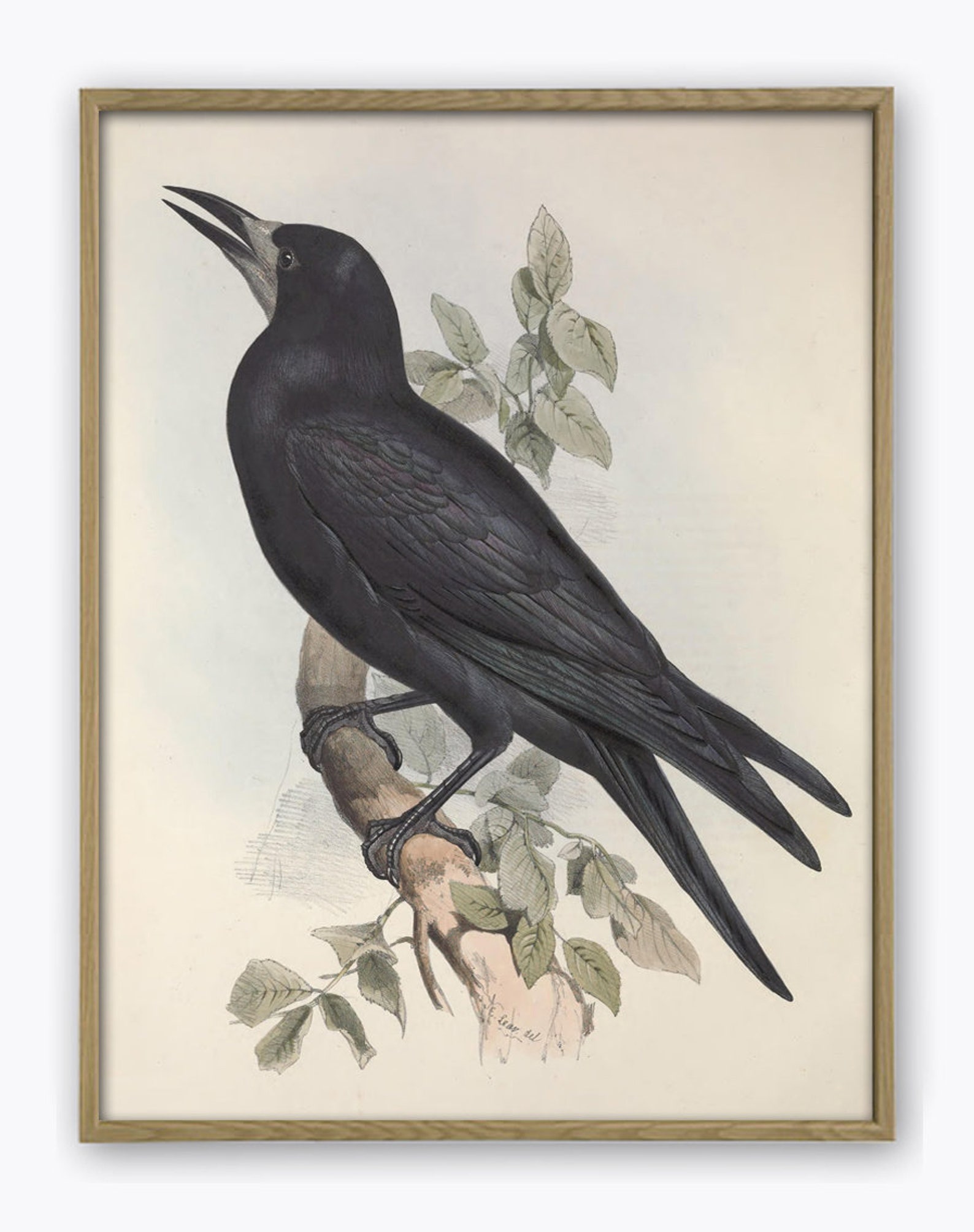 Rook Birds Art Print Bird Vintage Illustration Bird Wall Art - Etsy