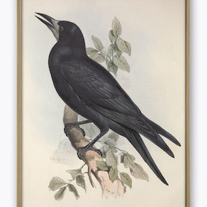 Rook Birds Art Print Bird Vintage Illustration Bird Wall Art Poster ...