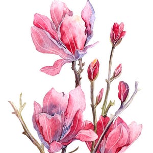 May include: Watercolor painting of pink magnolia flowers in bloom on a branch. The flowers are delicate and have a soft, romantic feel.