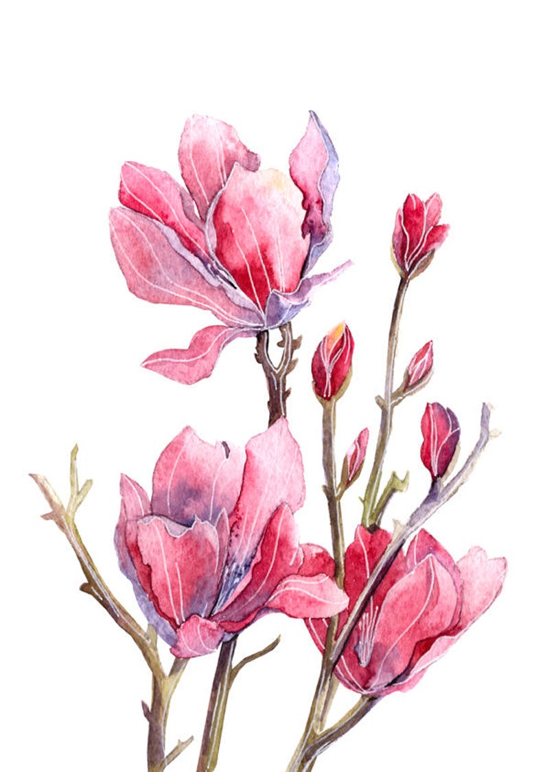 May include: Watercolor painting of pink magnolia flowers in bloom on a branch. The flowers are delicate and have a soft, romantic feel.