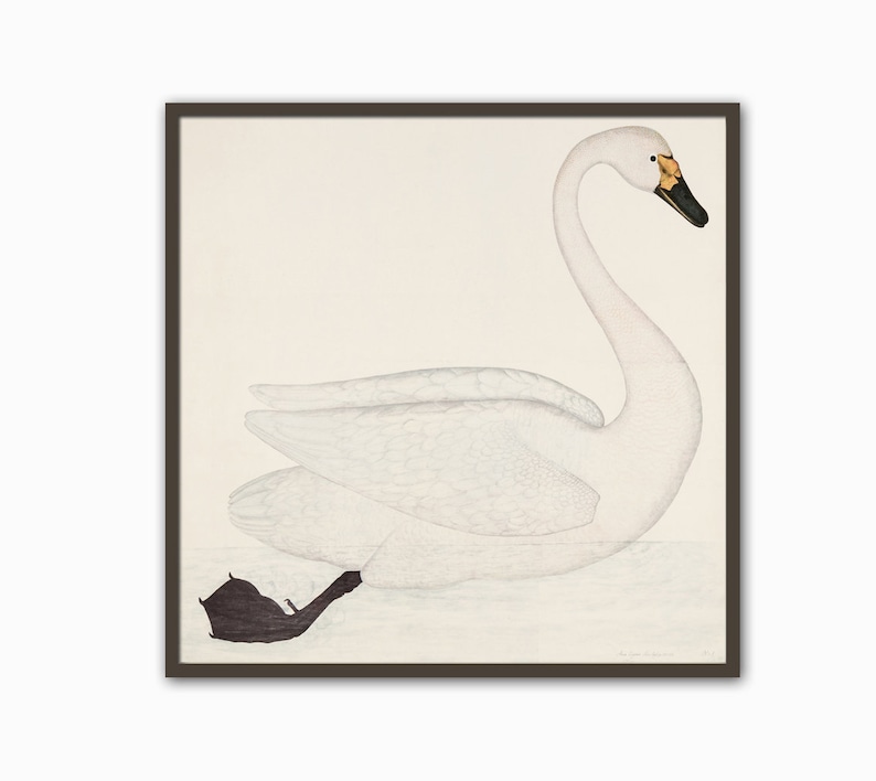 Swan Bird Square Print Home Decor Vintage Illustration image 1