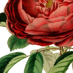 May include: A close-up of a single red rose with green leaves. The rose is in full bloom and has a yellow center.