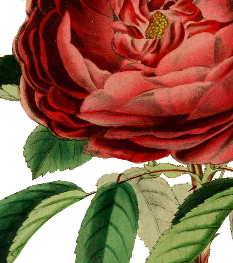 May include: A close-up of a single red rose with green leaves. The rose is in full bloom and has a yellow center.