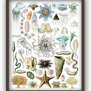 May include: A vintage illustration of various sea creatures, including jellyfish, starfish, sea anemones, and sea urchins. The illustration is in a detailed, realistic style with vibrant colors.