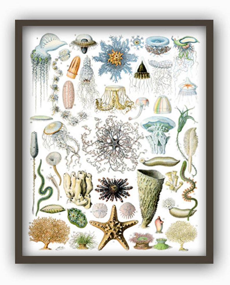 May include: A vintage illustration of various sea creatures, including jellyfish, starfish, sea anemones, and sea urchins. The illustration is in a detailed, realistic style with vibrant colors.