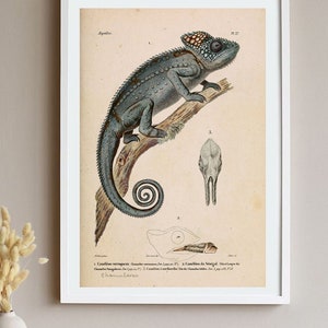 Chameleon Print Animal Wall Decor Lizard Reptile Tropical Animal Large Wall Art Decor Grey image 10