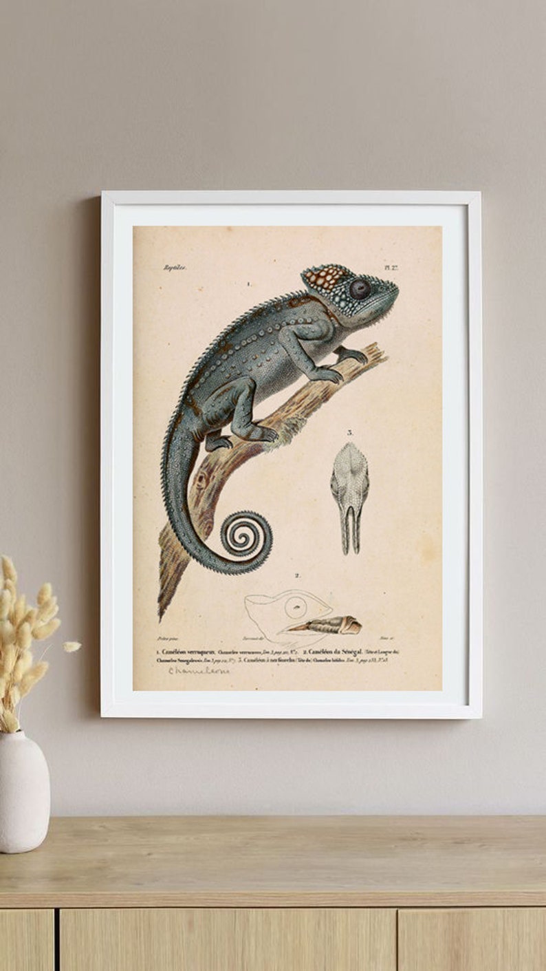 Chameleon Print Animal Wall Decor Lizard Reptile Tropical Animal Large Wall Art Decor Grey image 10