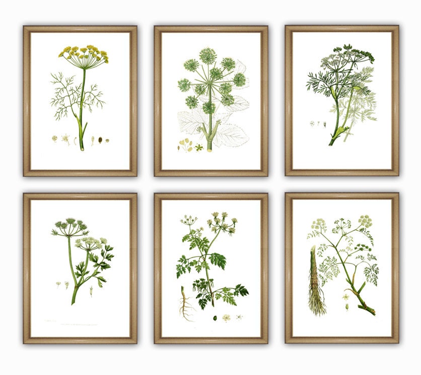 Botanical Print Set, Botanical Wall Art Decor, Botanical Set of 6 ...
