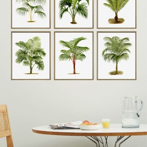 May include: Six framed botanical illustrations of palm trees, arranged in a grid on a white wall. The frames are a light brown wood.