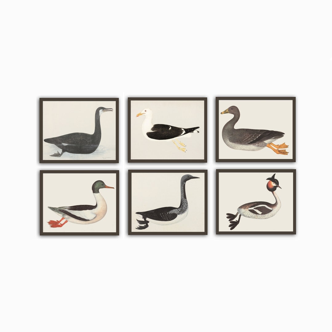 Birds Prints, Bird Vintage Illustration Print, Horizontal Print Set of 6 Etsy