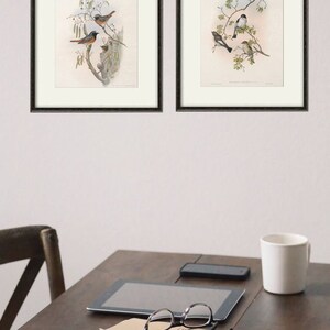 Bird Print Set, Bird Wall Decor, Bird Vintage Illustration Print, Wall ...