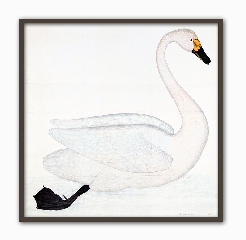 Swan Bird Square Print Home Decor Vintage Illustration image 4