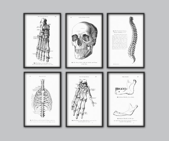 Human Skull and Bones available as Framed Prints, Photos, Wall Art