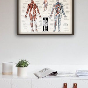 Muscles humains Corps Antique Anatomie Mur Art Print Squelette Humain Biologie Étudiant Idée Cadeau Anatomie Antique Décor À La Maison image 7