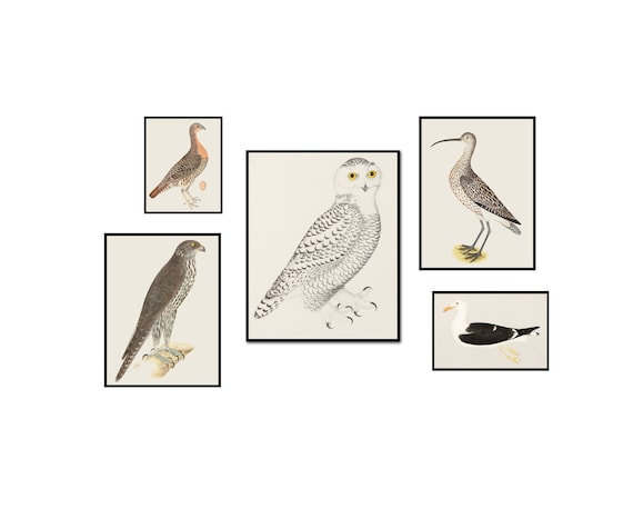 洋書 LE LIVRE DES OISEAUX d'Olof Rudbeck Amazon.com: Le Livre Des Oiseaux: D'Olof Rudbeck Le Jeune