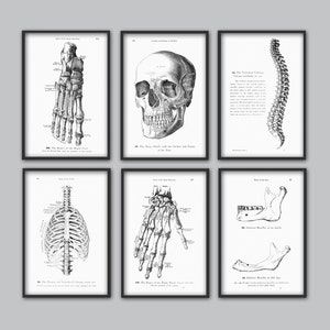 Human Anatomy Print Set of 6, Vintage Anatomy Home Decor, Antique Book Plate, Medical Student Gift Idea Picture Set of 6