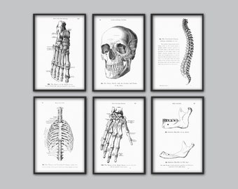 Human Anatomy Print Set of 6, Vintage Anatomy Home Decor, Antique Book Plate, Medical Student Gift Idea Picture Set of 6