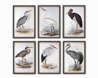 Conjunto de impressões de pássaros, pôster de pássaros, parede de galeria de pássaros, impressão de ilustração vintage de pássaros, garça, guindaste, cegonha