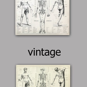 Human Anatomy Antique Human Skeleton Vintage Bones and Muscles Print ...