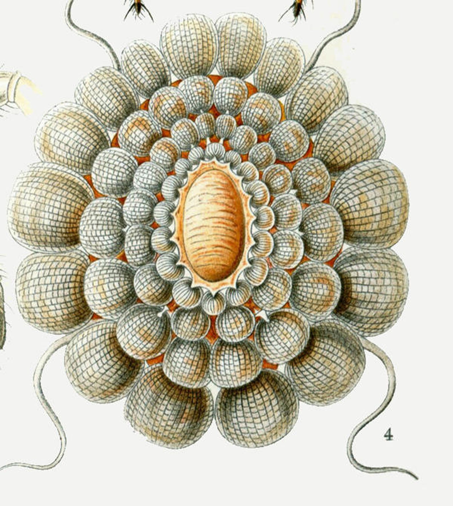 Antique Insect Print Insect Poster Ernst Haeckel Art - Etsy