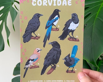 Corvidae Art Print - Bird Species Chart, Corvid Wall Art, Crows and Ravens