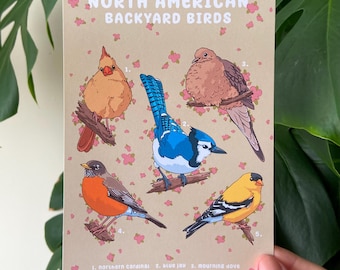 Backyard Birds Art Print - Bird Species Chart, Avian Wall Art