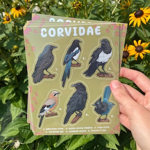 Feuille d'autocollants corvidés | Stickers oiseaux résistants aux intempéries, Feuille d'autocollants oiseaux, Stickers oiseaux mignons brillants, Corvidés, Amoureux des oiseaux