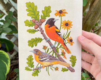 Lámina artística de los Baltimore Orioles - Arte mural de ornitología, obra de arte con temática de Maryland