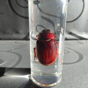 May include: A red beetle preserved in a clear glass vial. The beetle has a shiny, metallic finish and is positioned on its back.