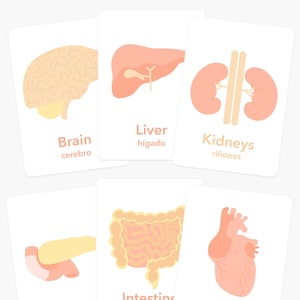 Tarjetas de órganos, materiales educativos para niños pequeños en edad preescolar