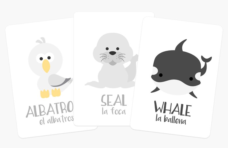 May include: Three illustrated flashcards featuring a gray albatross, a gray seal, and a black and white whale. Each card has the animal's name in English and Spanish.
