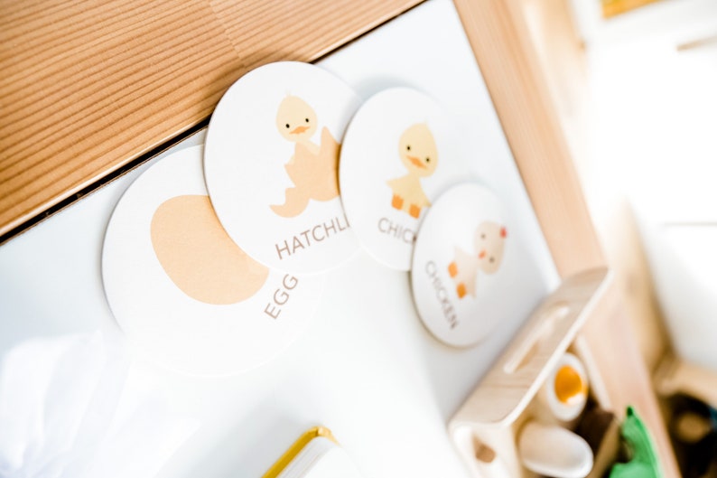 May include: Four white circular cards with illustrations of a chick hatching from an egg, a chick, a chicken, and an egg. The cards have the words "Hatchling", "Chick", "Chicken", and "Egg" printed on them.