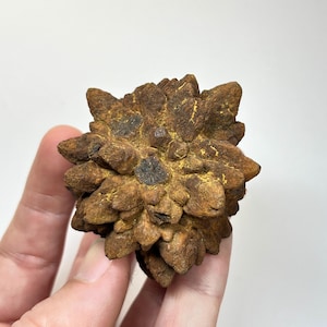 以下が含まれることがあります： 茶色い錆色の鉱物結晶の塊で、表面はざらざらとした質感です。中心部から放射状に伸びる多数の尖った星のような突起で構成されており、土のような色合いとマットで粒状の外観を呈しています。