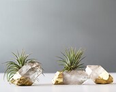 Air Plant Gold Dipped Quartz Crystal, Desk Accessories, Best Friend Gift, Boho Decor, Dorm Decor Air Plant, Air Planter, Air Plant Terrarium