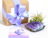 Amethyst Crystal Air Plant Gift, Desk Accessories, Housewarming, Air Plant Terrarium, Dorm Decor, Friend Gift Best Friend Birthday Gift
