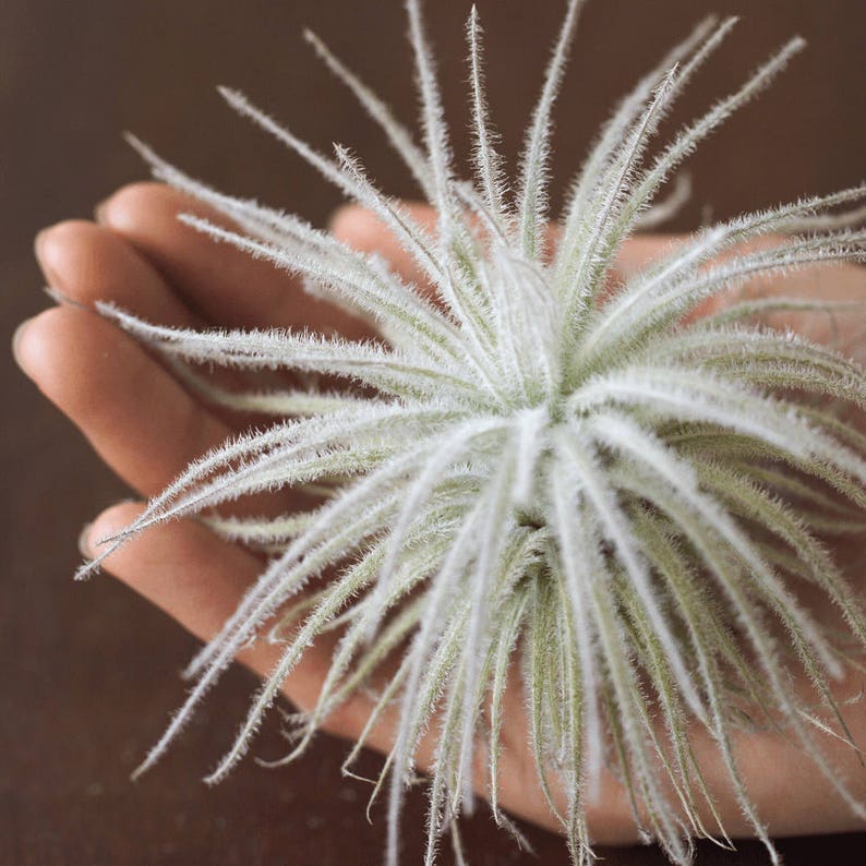 Air Plant Tectorum Fuzzy Tillandsia Terrarium Air Plant Etsy
