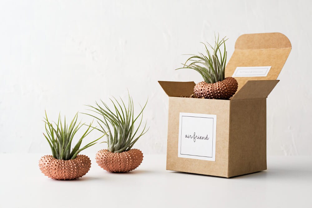 Housewarming Gift Air Planter Set of 3 Copper Air Plant Etsy