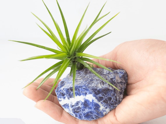 Sodalite Crystal Air Plant Terrarium Fathers Day Gift For Dad Etsy