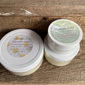 Plantain Salve for cuts, burns, and rashes