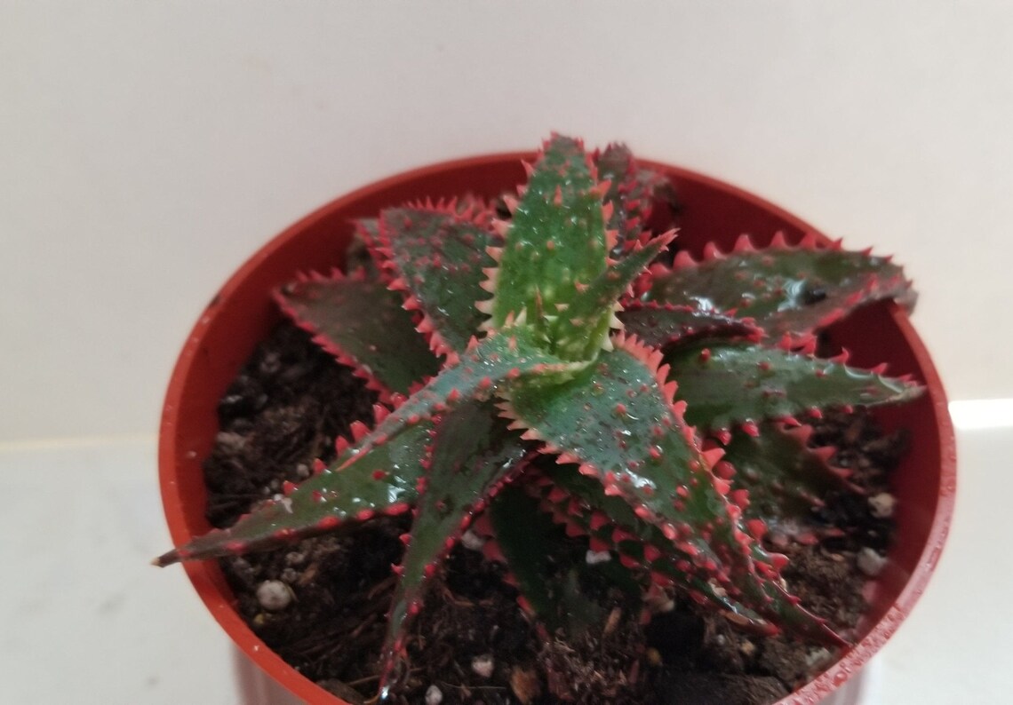 1 Aloe 'Christmas Carol' Plant 4.0pot | Etsy