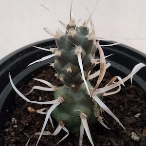 4"pot of Paper spine Cactus