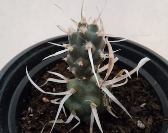 4"pot of Paper spine Cactus