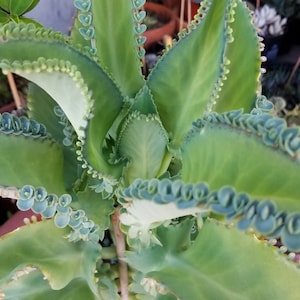 Mother of thousands /3 Small Kalanchoe Live Plants