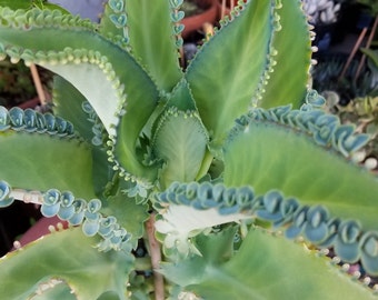 Mother of thousands /3 Small Kalanchoe Live Plants