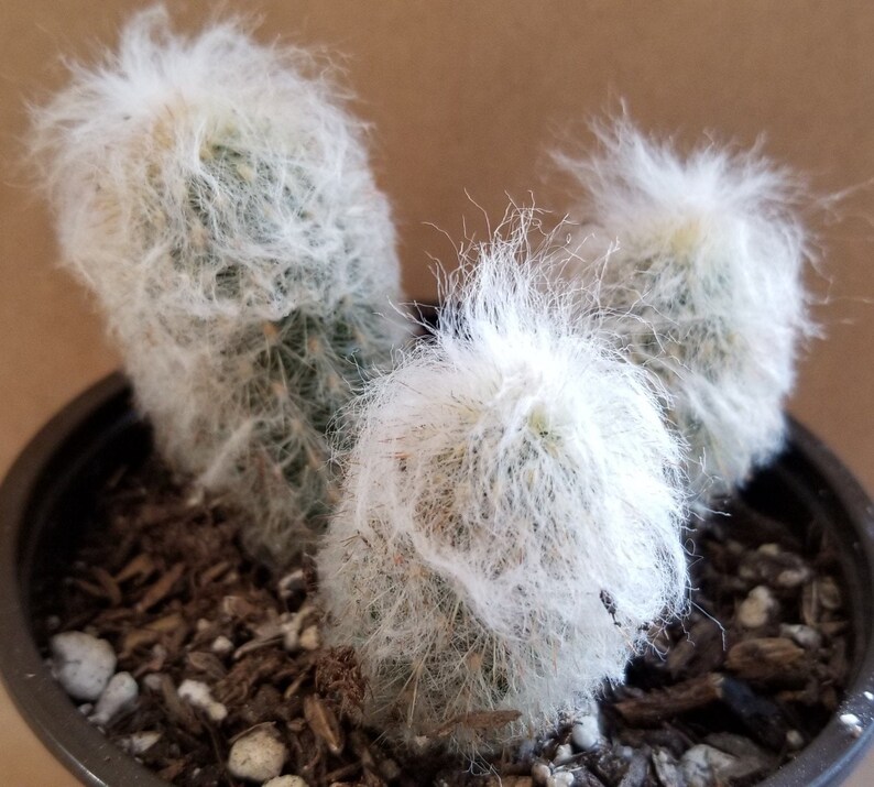 4.0pot Peruvian old LadyEspostoa melanostele