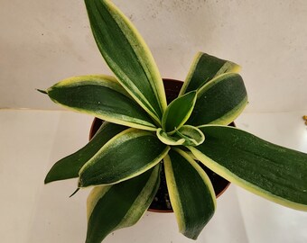 4" pot of Sansevieria Trifaciata plant