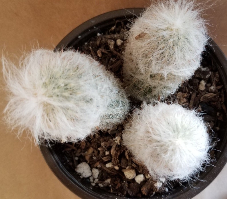 4.0pot Peruvian old LadyEspostoa melanostele