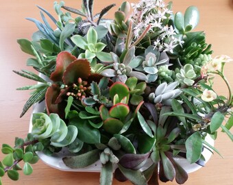10 Assorted Succulent Cuttings (2"-4")